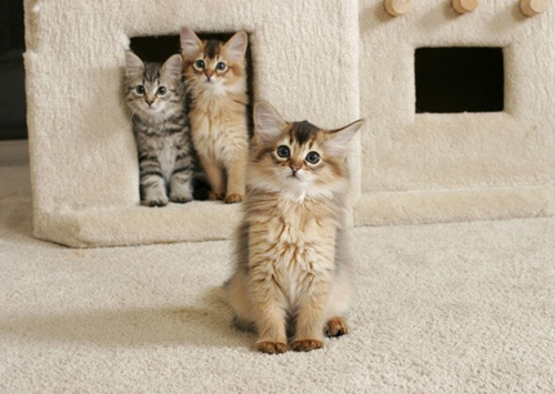 猫树和猫公寓的重要性