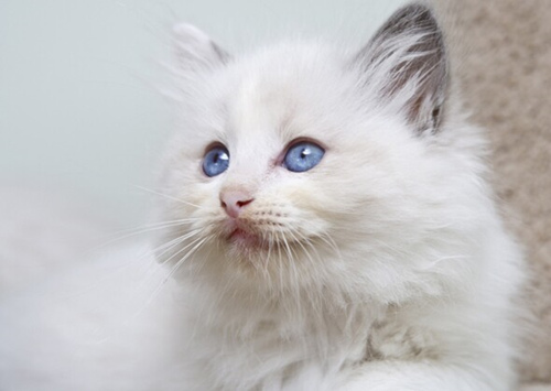 10个懒猫品种介绍