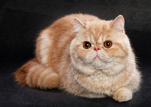 10个懒猫品种介绍