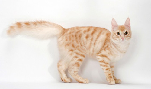 10个像狗的猫咪品种