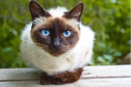 6个蓝眼睛的猫咪品种