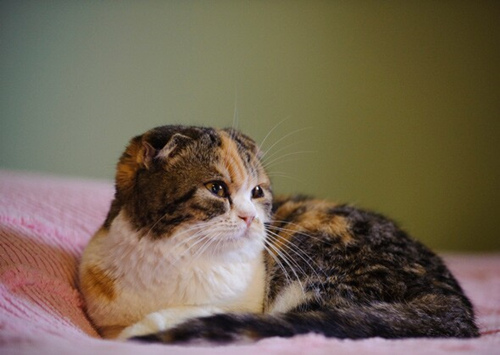 8个最通人性的猫咪品种