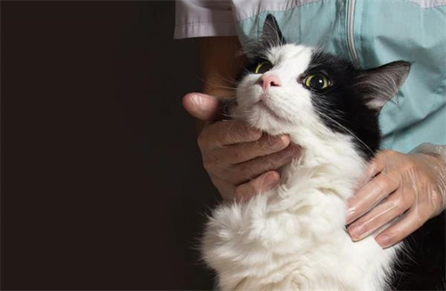 与新的狗或猫建立信任关系