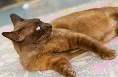 怎么和小猫一起玩球