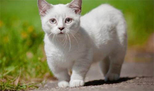 芒奇金猫是什么品种