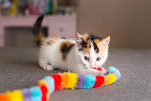 各种颜色的猫咪性格