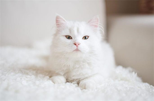 各种颜色的猫咪性格