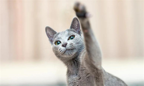 运动对小猫的重要性