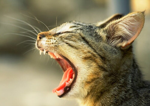 猫口腔有问题的10个表现