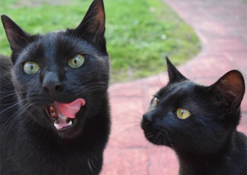 如何阻止小追逐大猫？