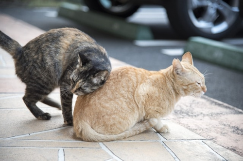 一只年轻的猫在发情时会发生什么变化