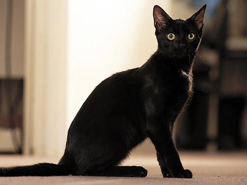 黑猫比其他猫活得更长吗？