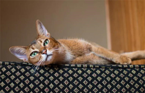 10个容易训练的猫品种