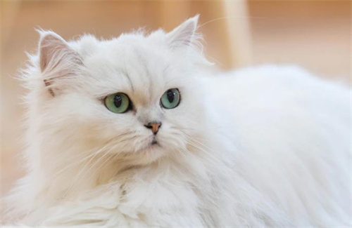 波斯猫的图案和颜色