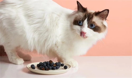 猫可以吃蓝莓吗？