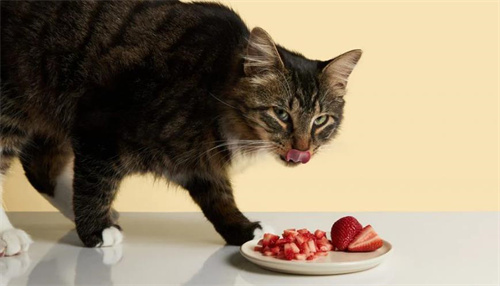 猫能吃草莓吗？