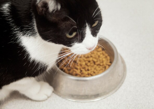 什么是猫的益生菌？