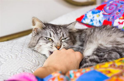 怎么让过度活跃的小猫平静下来