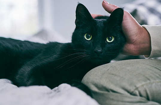 怎样判断猫是否喜欢你