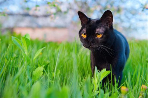 猫讨厌什么气味？