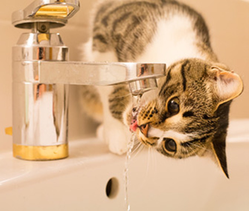 猫为什么喜欢睡在水盆里面？
