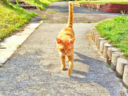 猫的尾巴摆动是什么意思？