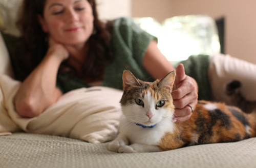 猫如何选择自己喜欢的人？