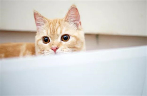 猫为什么喜欢浴缸？
