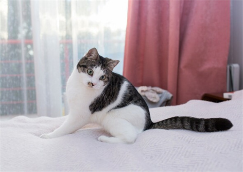 猫为什么要甩尾巴？