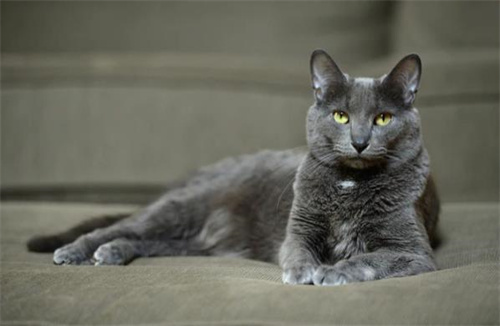 小猫经常一个人会变得孤僻吗
