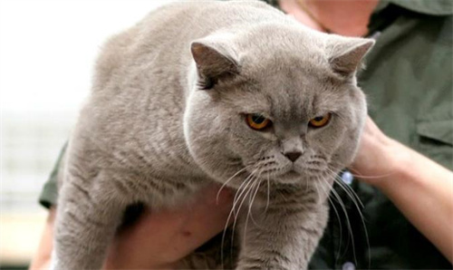 您的猫的行为如何随年龄而变化。