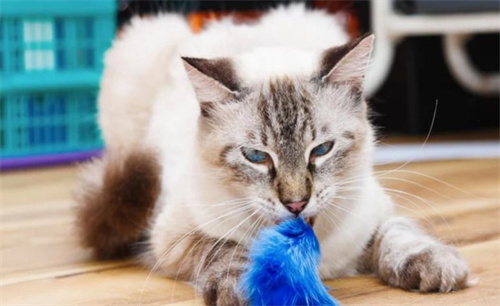猫对逗猫棒为什么感兴趣