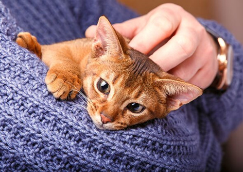 为什么我的猫会嗅我的腋窝？