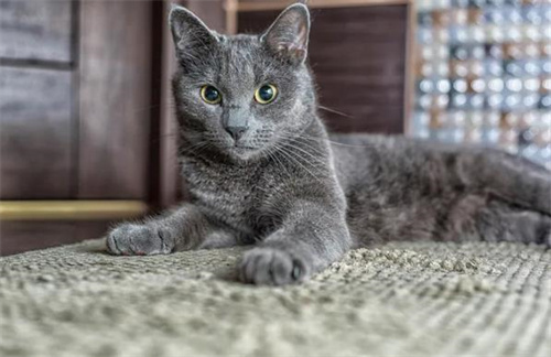 为什么我的猫在我睡觉的时候打我？