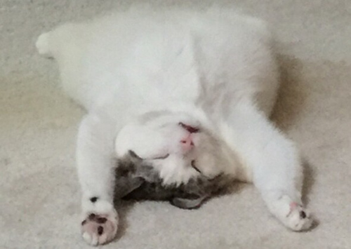猫把肚皮对着你说明什么