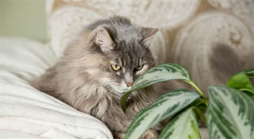 猫为什么喜欢吃肥皂