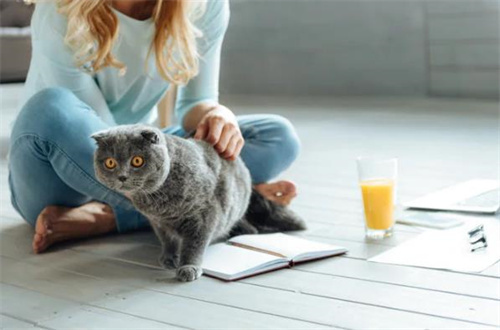 怎样在紧急情况下安全地控制猫