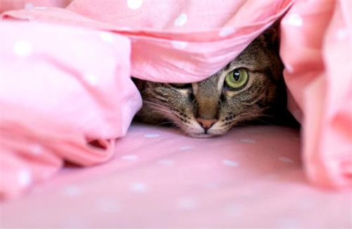猫咪为什么喜欢在被窝里面