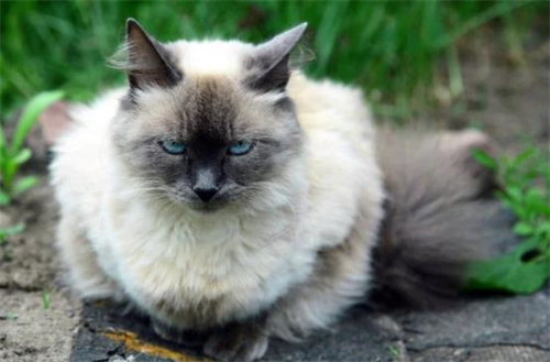 这5件事会让你的猫生气