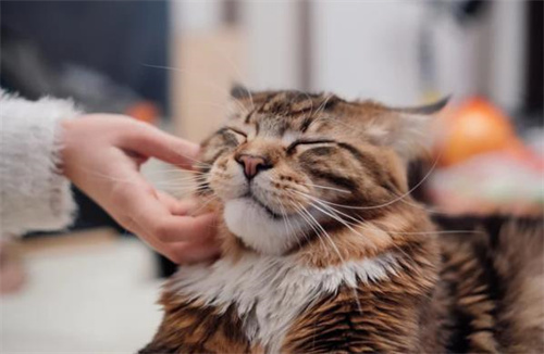 摸猫咪的时候猫咪流口水怎么回事