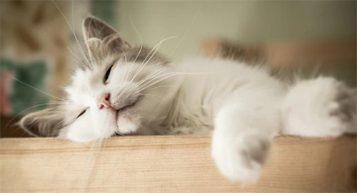 猫猫为什么这么能睡