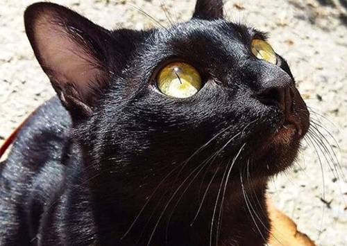 猫对着空气闻来闻去是什么意思？