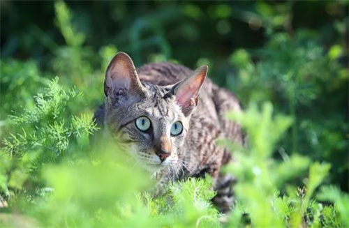 猫为什么喜欢臭的东西