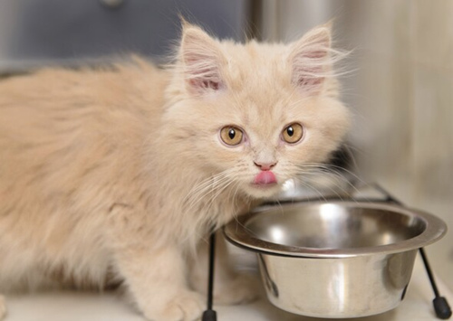 猫的食碗和水碗要分开放吗