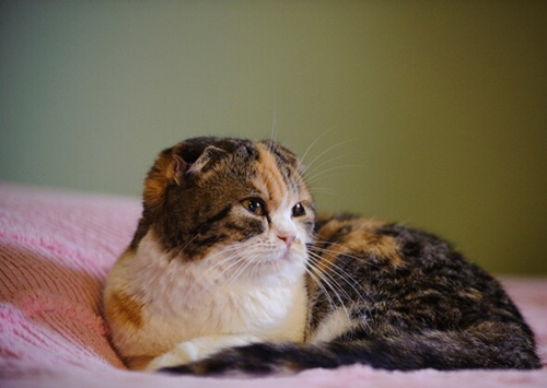 雌性印花布猫的平均体重