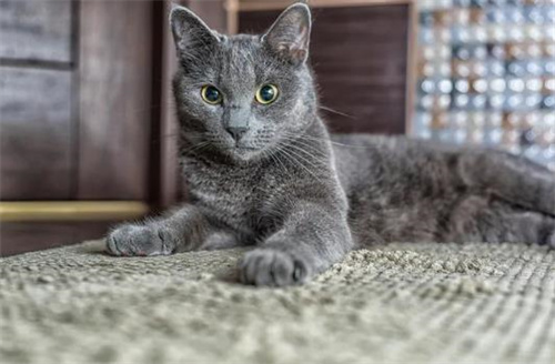 俄罗斯蓝猫品种介绍