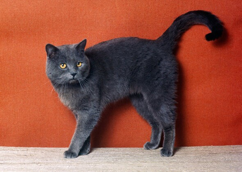 关于英国短毛猫的6个有趣知识