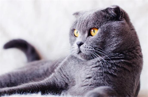 关于苏格兰折耳猫的 7 个有趣知识
