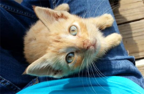马恩岛猫品种特征是什么