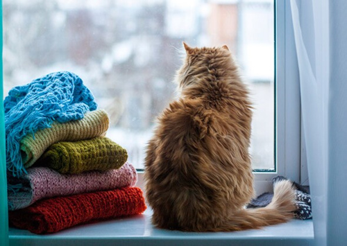 怎么防止猫去窗台